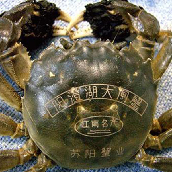 螃蟹打標展示圖 螃蟹打標展示圖